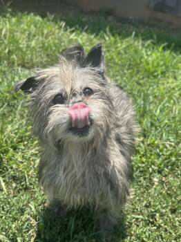 Charlie Brown May 26 -  Yorkshire Terrier Dog for Adoption in Pacolet, South Carolina - Charlie Brown May 26 | PetCurious
