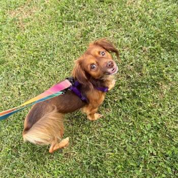 Churchill -  Mixed Breed Dog for Adoption in Wantagh, New York - Churchill | PetCurious