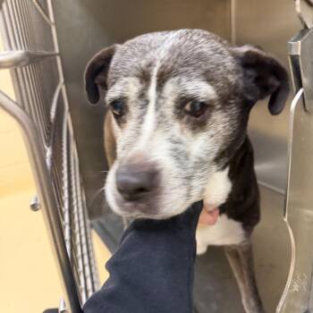 Mixed Breed Dogs Available for Adoption in Winston-salem, North Carolina - Pepsi | PetCurious