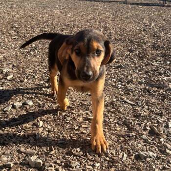 Simba -  Shepherd and Mixed Breed Dog for Adoption in Wappingers Falls, New York - Simba | PetCurious