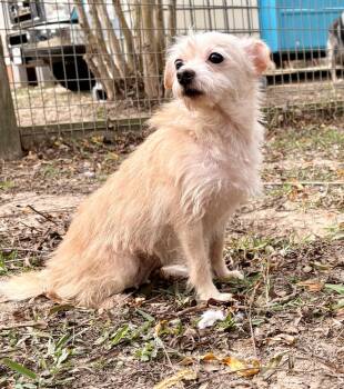 Rescue Chihuahua and Shih Tzu Dogs for Adoption in Shepherd, Texas - Amazing Annie | PetCurious
