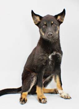 Flower -  Siberian Husky and Mixed Breed Dog Available for Adoption in Morton Grove, Illinois - Flower | PetCurious