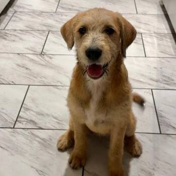 Terrier Dogs Available for Adoption in Dallas, Texas - Daisy | PetCurious