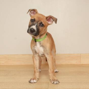 Macintosh D71157 -  Pit Bull Terrier and Shepherd Dog for Adoption in Minnetonka, Minnesota - Macintosh D71157 | PetCurious