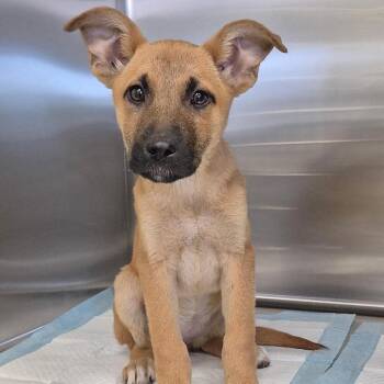 Shepherd Dogs Available for Adoption in Bastrop, Texas - Malina 26-05-141 | PetCurious