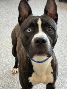 Tag -  Pit Bull Terrier and Siberian Husky Dog for Adoption in Westland, Michigan - Tag | PetCurious