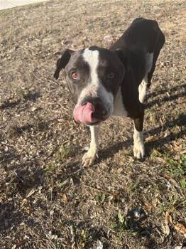 Pit Bull Terrier and American Bulldog Dogs Available for Adoption - MUSHU | PetCurious