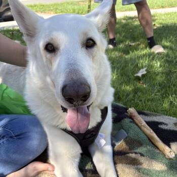 Otto -  German Shepherd Dog Dog for Adoption in San Rafael, California - Otto | PetCurious