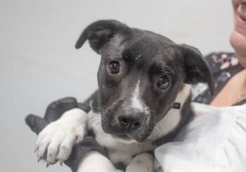 Black Labrador Retriever and Boxer Dogs Available for Adoption in Mountain Home, Arkansas - Elmo | PetCurious