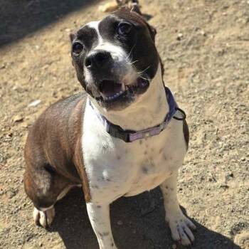 Rescue Pit Bull Terrier Dogs for Adoption in Orange, Virginia - Bunny B | PetCurious