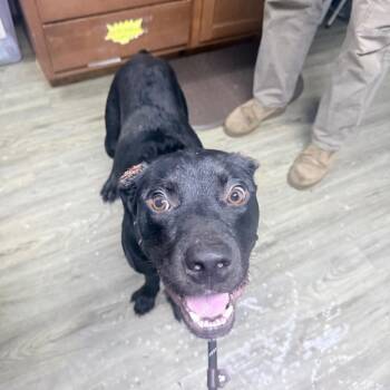 Pop Rocks -  Mixed Breed Dog for Adoption in Summerville, South Carolina - Pop Rocks | PetCurious
