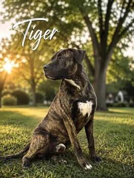 Tiger -  American Bulldog and Hound Dog for Adoption in Lucas, Texas - Tiger | PetCurious