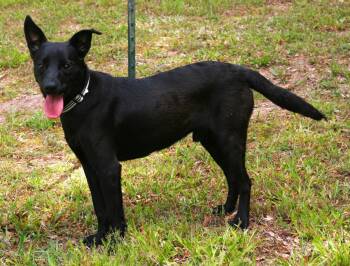 Onxy -  Australian Kelpie and Labrador Retriever Dog for Adoption in Attalla, Alabama - Onxy | PetCurious