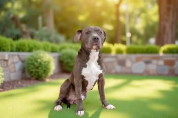 Rescue Pit Bull Terrier Dogs for Adoption in Sebastian, Florida - Bob | PetCurious