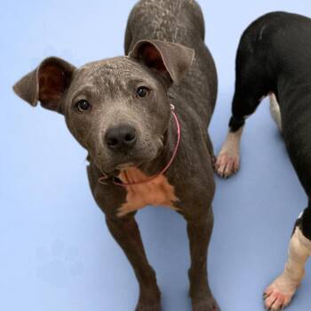 Mixed Breed Dogs Available for Adoption in Memphis, Tennessee - Bluey | PetCurious