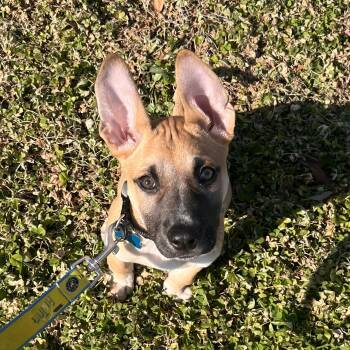 Shepherd Dogs Available for Adoption - Impending Snowstorm | PetCurious