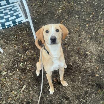 Mixed Breed Dogs Available for Adoption - Rikki | PetCurious