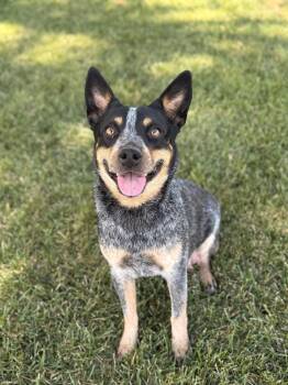 Bella -  Australian Cattle Dog Blue Heeler Dog for Adoption in Herald, California - Bella | PetCurious