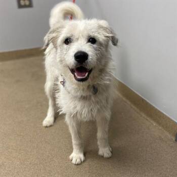 Border Terrier and Poodle Dogs Available for Adoption - DANDY | PetCurious