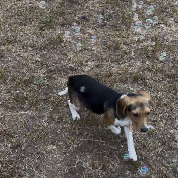 Beagle and Hound Dogs Available for Adoption in Hinesville, Georgia - Rover | PetCurious