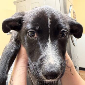 FWT Oreo -  Mixed Breed Dog for Adoption in Midland, Texas - FWT Oreo | PetCurious