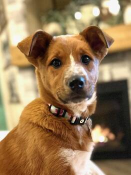 Cattle Dog Dogs Available for Adoption - Flossy | PetCurious