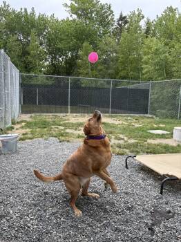 Nala -  Labrador Retriever and Mixed Breed Dog for Adoption in Trenton, Maine - Nala | PetCurious