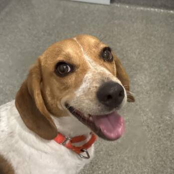 Sam *Avail by Appt* -  Beagle Dog for Adoption in Kennebunk, Maine - Sam *Avail By Appt* | PetCurious