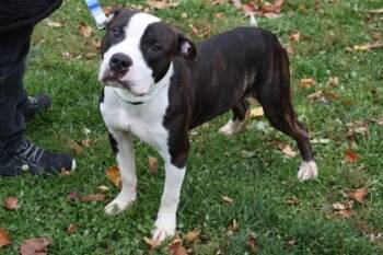 Rescue Mixed Breed Dogs for Adoption in West Chester, Pennsylvania - Tyson | PetCurious
