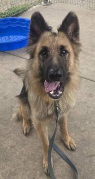 SASHA -  German Shepherd Dog Dog for Adoption in Sacramento, California - SASHA | PetCurious