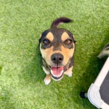 Cattle Dog Dogs Available for Adoption in Agoura Hills, California - Ginger | PetCurious