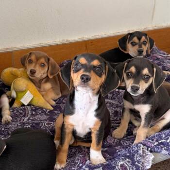 Jewels Pup: Garnet -  Chihuahua and Beagle Dog for Adoption in Falls Church, Virginia - Jewels Pup: Garnet | PetCurious