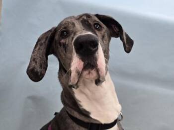 Luna -  Great Dane and Mixed Breed Dog for Adoption in Golden Valley, Minnesota - Luna | PetCurious