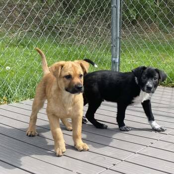 Shepherd and Mixed Breed Dogs Available for Adoption in Jacksboro, Tennessee - Maple | PetCurious