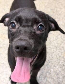 Rocko -  American Staffordshire Terrier Dog for Adoption in Berlin, New Jersey - Rocko | PetCurious