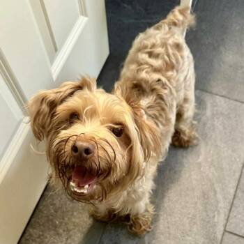 Rescue Poodle Dogs for Adoption in Hillsborough, North Carolina - Trix | PetCurious