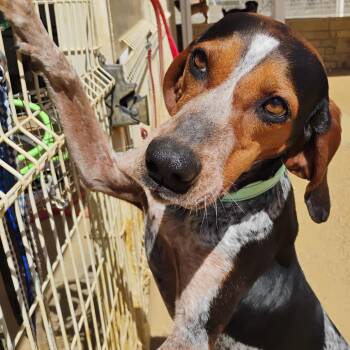 Daisy -  Bluetick Coonhound Dog for Adoption in Bentonville, Arkansas - Daisy | PetCurious