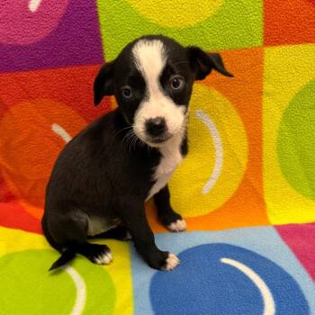Brandy -  Chihuahua Dog for Adoption in Houston, Texas - Brandy | PetCurious