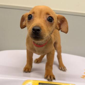 Baby -  Chihuahua Dog for Adoption in Tampa, Florida - Baby | PetCurious
