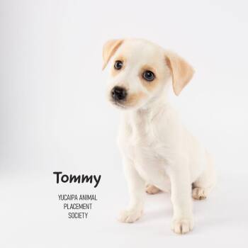 Tommy -  Rat Terrier Dog for Adoption in Yucaipa, California - Tommy | PetCurious