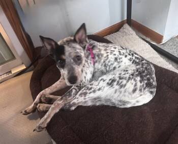 Freckle -  Australian Cattle Dog Blue Heeler and Chihuahua Dog for Adoption in Waunakee, Wisconsin - Freckle | PetCurious