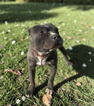 Boo -  American Bully and Pit Bull Terrier Dog Available for Adoption in Ventura, California - Boo | PetCurious