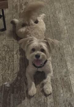 Jasper -  Cairn Terrier Dog for Adoption in Coatesville, Pennsylvania - Jasper | PetCurious