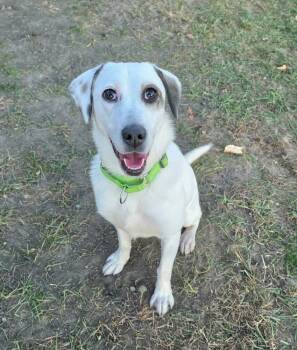 Rescue Labrador Retriever Dogs for Adoption in Minneapolis, Minnesota - Emma | PetCurious