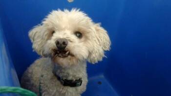 SNUGGLES -  Mixed Breed Dog for Adoption in Dallas, Texas - SNUGGLES | PetCurious