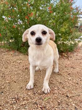 Matilda -  Chihuahua and Dachshund Dog for Adoption in Helotes, Texas - Matilda | PetCurious