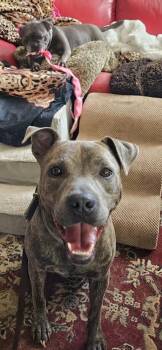 Breeze -  Pit Bull Terrier Dog for Adoption in Huntington Beach, California - Breeze | PetCurious