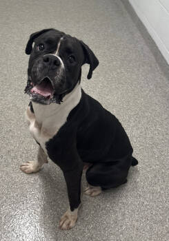 Rescue Boxer Dogs for Adoption in Park Row, Texas - DECLAN | PetCurious