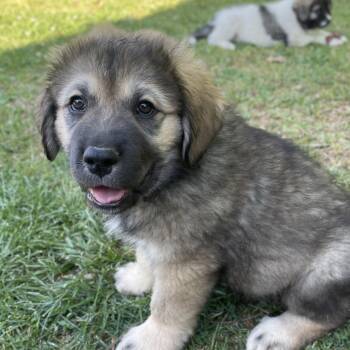 Great Pyrenees and German Shepherd Dog Dogs Available for Adoption in Fayetteville, Georgia - Frodo Baggins | PetCurious
