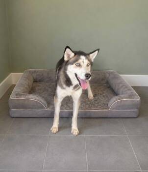 Maple -  Siberian Husky Dog for Adoption in San Rafael, California - Maple | PetCurious